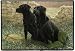 Faithful Friends Black Labrador Dog Lab Indoor/outdoor Doormat Rug Mat
