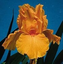 German Bearded Iris Firebreather -Potted- Bright Orange