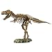 Elenco Science Tech T-Rex Skeleton 36" Scale Replica Model