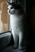Cat Health : The Guide to Why Your Kitty is Sick and How to Care for it
