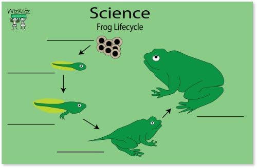 WhizKidz Dry-Erase Learning Poster/Placemat: Frog Life Cycle 8.5" x 11"