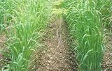 【種子】緑肥用エンバク とちゆたか 20kg