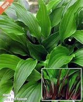 Little Red Rooster Hosta - Hybrid - Potted - NEW!