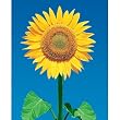 Sunflower (Yellow) Art Poster Print - 16x20