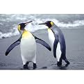 The Nature of Penguins (Antarctica) Gallery Wrapped Canvas - 22x28"