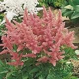 Peach Blossom Astilbe