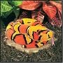 Corn Snake 52" Plush Snake