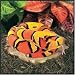 Corn Snake 52 Plush Snake