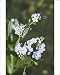 Photographic Prints of Water Forget-Me-Not - In Flower from Ardea Wildlife Pets
