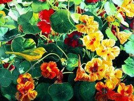 44 x 32 WeatherPrint - Garden Gold
