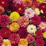 Thompson & Morgan 'Double Extreme' Dahlia Flower Seeds