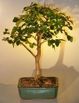 Bonsai Boy's Crape Myrtle "Rasberry Dazzle" - Large<br><i>(lagerstroemia indica)</i>