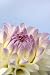Wallmonkeys Peel and Stick Wall Decals - Dahlia Flower Closeup - 24