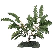 MAIDENHAIR FERN 11" PLANT