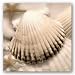 Iridescent Seashell II by Donna Geissler 12"x12" Art Print Poster