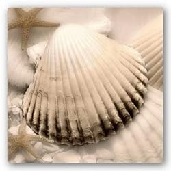Iridescent Seashell II by Donna Geissler 12"x12" Art Print Poster
