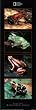 George Grall (Rainforest Frogs) Art Poster Print - 12x36