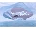 Photographic Prints of Eco tourism Zodiac seen through a hole in an iceberg from ArcticPhoto