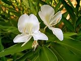White Butterfly Ginger (Hedychium coronarium)
