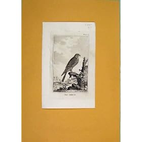 C1812 �}�[�����̖쐶�̒��ɂ���ĂƂ܂���|�p�̍����i�̈����