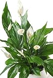 Peace Lily Plant