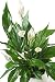 Peace Lily Plant