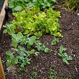 Salad Garden Seed Mat - Improvements
