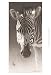 Grant, the Zebra by Robert L. Caldwell. ART PRINT Canvas Rolled. 13.00 inches width by 19.00 inches height. Highest Quality Art Poster Print