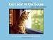 Best Seat in the House: Cats in Their Windows