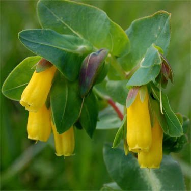 Outsidepride Cerinthe Major Minor - 25 Seeds Outsidepride Cerinthe Major Minor - 25 Seeds