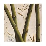 Bambosa Guadua IV Finest LAMINATED Print Patricia Pinto 24x24