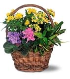 Petite European Basket