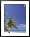 Beach with Trees,Grand Cayman Island Framed Art Poster Print by Anne Flinn Powell, 25x31