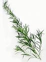 Tarragon - Russian - Artemesia dracunculoides 100 seeds