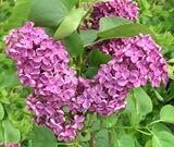 Produkt-Bild: Edelflieder 'Andenken an Ludwig Sp&auml;th' - Syringa vulgaris 'Andenken an Ludwig Sp&auml;th' 40-60 cm,