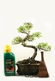 Bonsai tree gift set - Shaped Chinese Elm