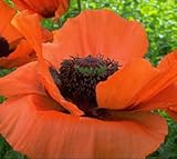 41f DUPYmpL. SL160  Oriental Poppy Seeds Reviews