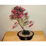 New Zealand Tea 20 Seeds - Indoor Bonsai - Leptospermum