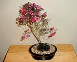 New Zealand Tea 20 Seeds - Indoor Bonsai - Leptospermum