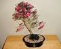 New Zealand Tea 20 Seeds - Indoor Bonsai - Leptospermum