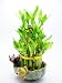 9GreenBox - Live 3 Layer Cake Lucky Bamboo Plant Arrangement w/ Frog & Lotus Handmade Ceramic Pot 40 stalk *GIFT* 9GreenBox - Live 3 Layer Cake Lucky Bamboo Plant Arrangement w/ Frog & Lotus Handmade Ceramic Pot 40 stalk *GIFT*