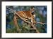 A captive cougar Animals Framed Art Poster Print by Paul Nicklen, 29x21
