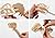 LightningStore Wooden Dinosaur Pteranodon Tyrannosaurus Rex Triceratops Velociraptor 3D Jigsaw Puzzle for Kids and Children - Educational Toy to Maximize Learning - Excellent Gift Idea