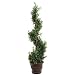 Spiral Mini Bay Leaf Topiary in Pot - 3.5'