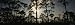 Pine Trees in the Forest, Jonathan Dickinson State Park, Vero Beach, Martin County, Florida, USA Photographic Poster Print by Panoramic Images, 60x20