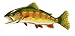 Golden Trout2 - 18W x 9H - Peel and Stick Wall Decal by Wallmonkeys