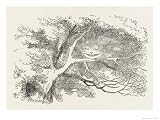 : Alice and the Cheshire Cat the Cheshire Cat Fades Away Art Styles Giclee Poster Print by John Tenniel, 24x18