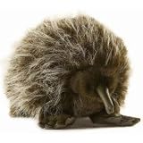 Echidna 13