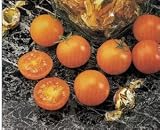 Sunsugar Golden Cherry Tomato - 45 Seeds