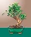 Golden Gate Ficus